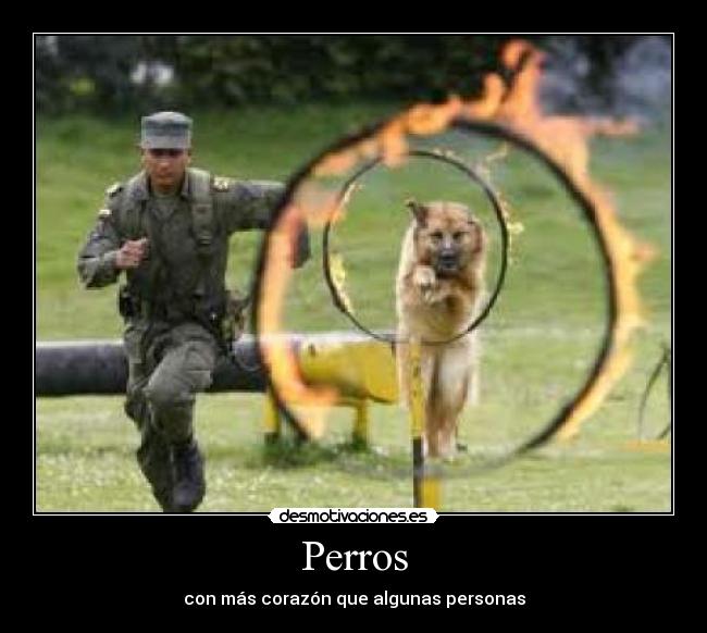 carteles perros desmotivaciones