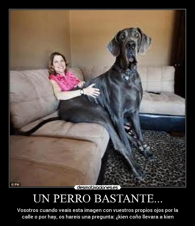 UN PERRO BASTANTE... - Vosotros cuando veais esta imagen con vuestros propios ojos por la
calle o por hay, os hareis una pregunta: ¿kien coño llevara a kien