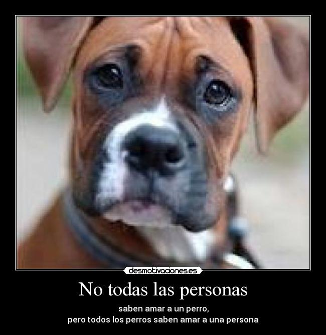 No todas las personas - saben amar a un perro,
pero todos los perros saben amar a una persona
