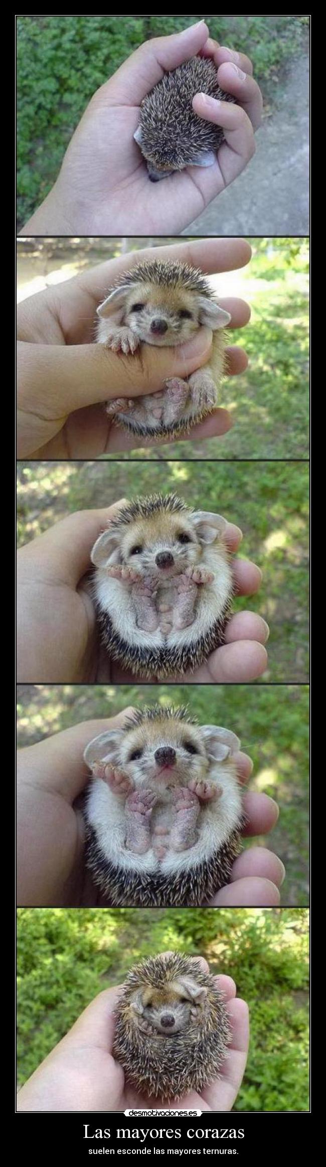 Las mayores corazas - suelen esconde las mayores ternuras.