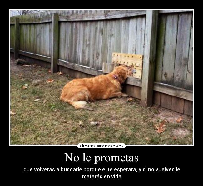 carteles los perros nos quieren mas que muchas personas desmotivaciones