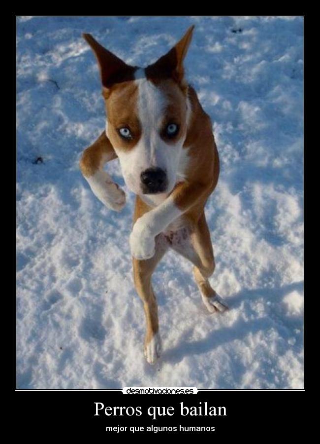 Perros que bailan -