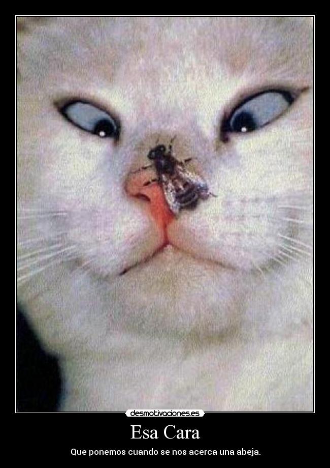 Esa Cara - Que ponemos cuando se nos acerca una abeja.