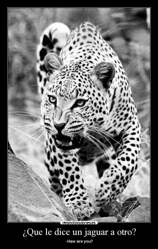 ¿Que le dice un jaguar a otro? - -Haw are you?