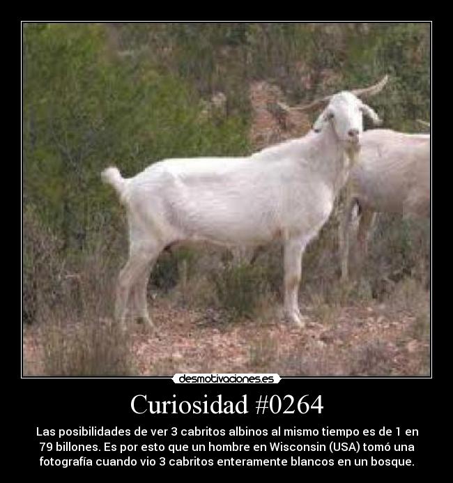 carteles cabritos desmotivaciones