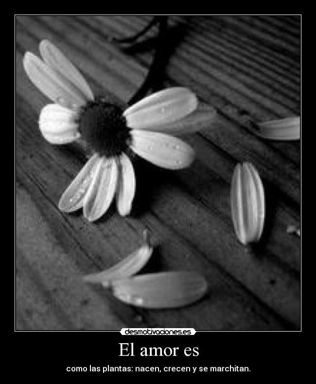 El amor es - como las plantas: nacen, crecen y se marchitan.