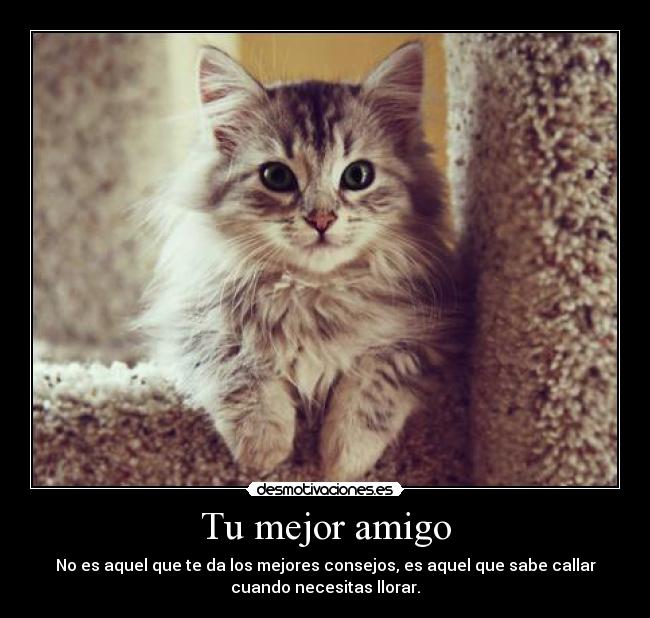 carteles love cats los gatitos son mejor aprende valorar mascota amigo muy valioso desmotivaciones