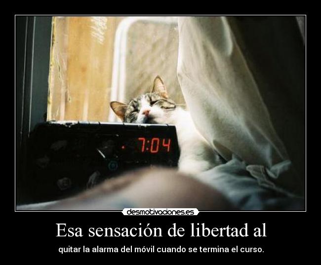 carteles libertad laura rules peque frank lampard paula desmotivaciones