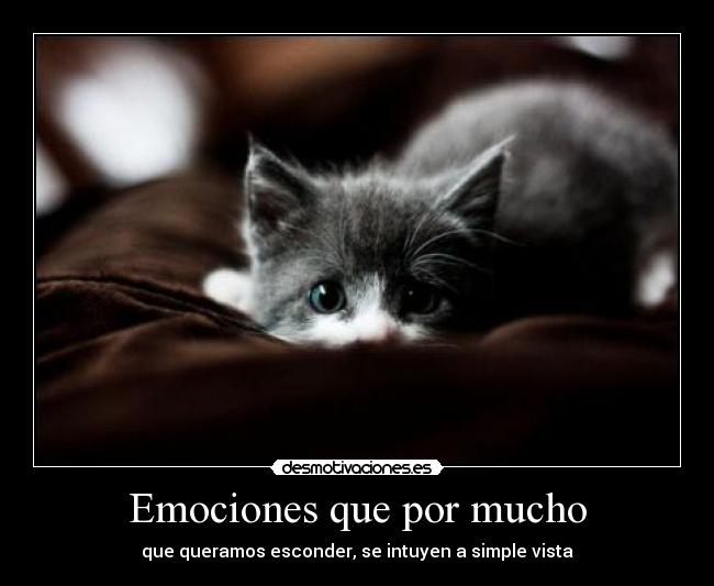 carteles que gatooooo mas monooooooooo melofo jajaja desmotivaciones