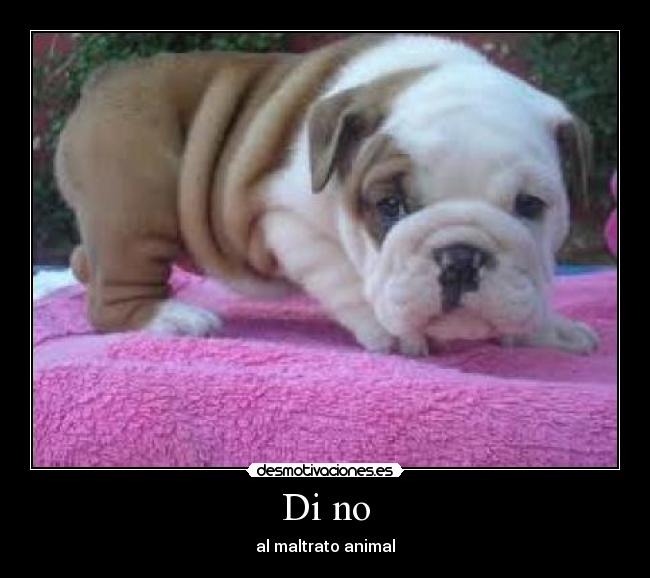 Di no - al maltrato animal