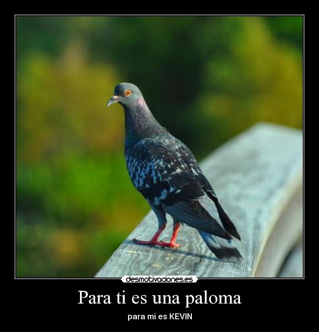 Para ti es una paloma -