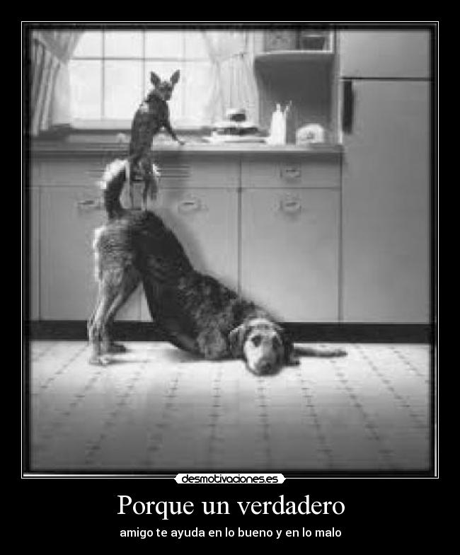 carteles sararika desmotivaciones