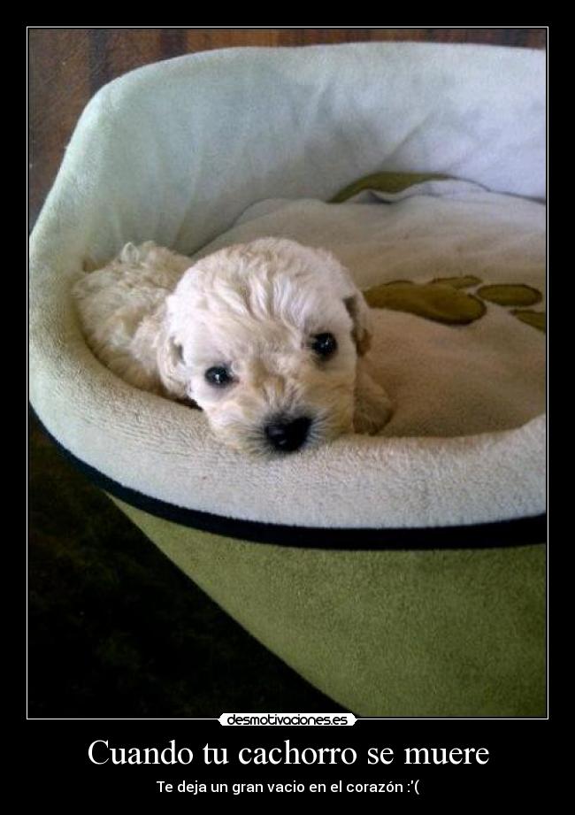 Cuando tu cachorro se muere -
