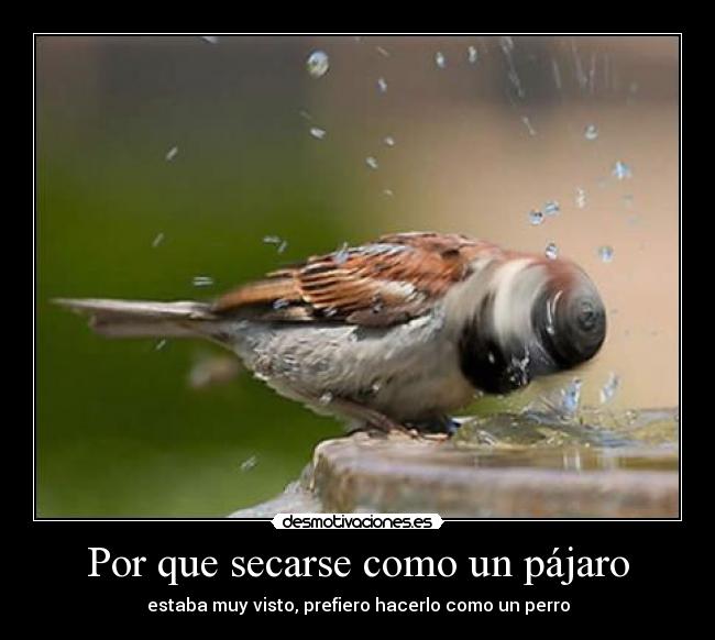 Por que secarse como un pájaro - 