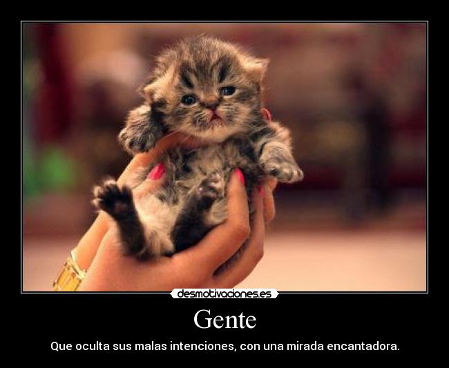 carteles gente falsa hipocrita desgraciada todo sido ilustrado con imagen tierno mono gatito desmotivaciones