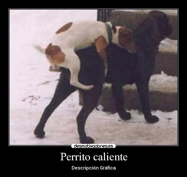 Perrito caliente - 