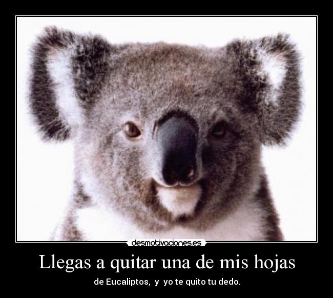 carteles hojas eucaliptos quitar koala desmotivaciones