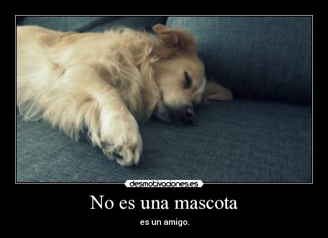 No es una mascota - 