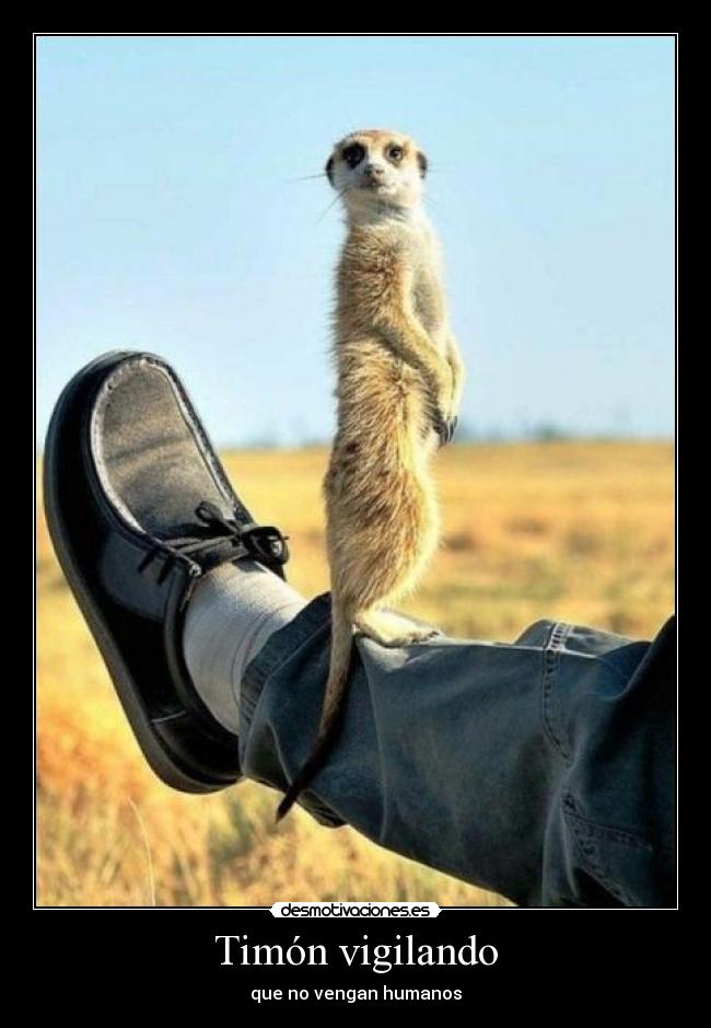 Timón vigilando - que no vengan humanos