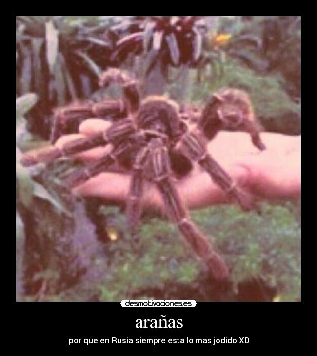 arañas - por que en Rusia siempre esta lo mas jodido XD