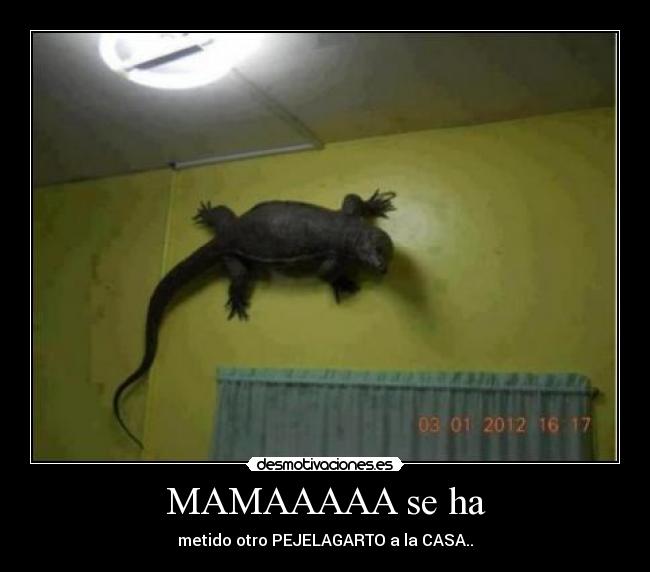MAMAAAAA se ha - metido otro PEJELAGARTO a la CASA..