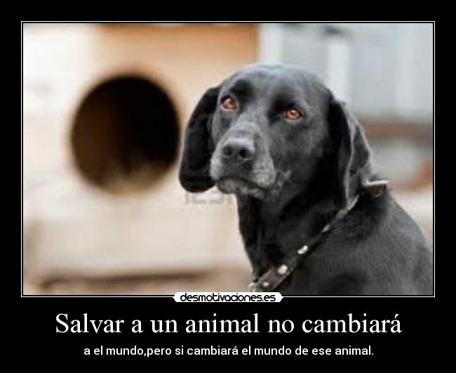 Salvar a un animal no cambiará - a el mundo,pero si cambiará el mundo de ese animal.
