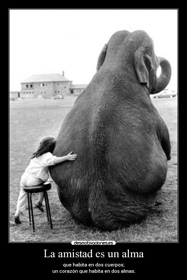 carteles amistad alma fitomola desmopornositas alex julia anye antonia desmotivaciones