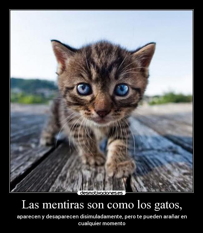 carteles gatos 2desmoconcurso menuda comparacion gustas desconocido desmotivaciones