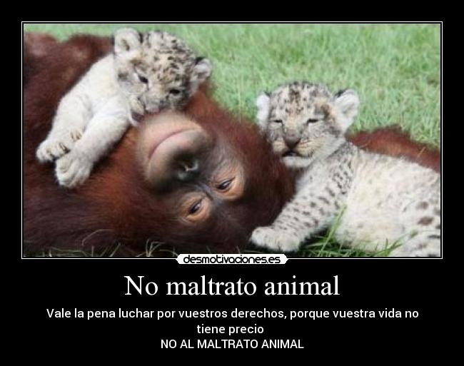 No maltrato animal -