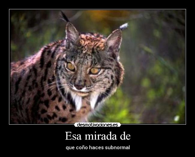 Esa mirada de - que coño haces subnormal