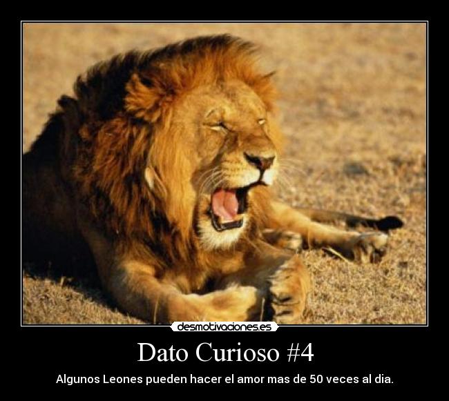 Dato Curioso #4 - Algunos Leones pueden hacer el amor mas de 50 veces al dia.