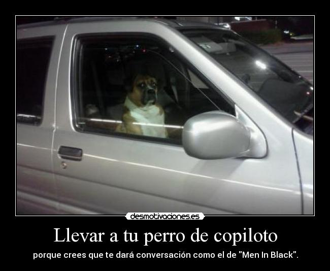 Llevar a tu perro de copiloto - 
