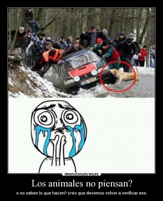 Los animales no piensan? - o no saben lo que hacen? creo que devemos volver a verificar eso.
