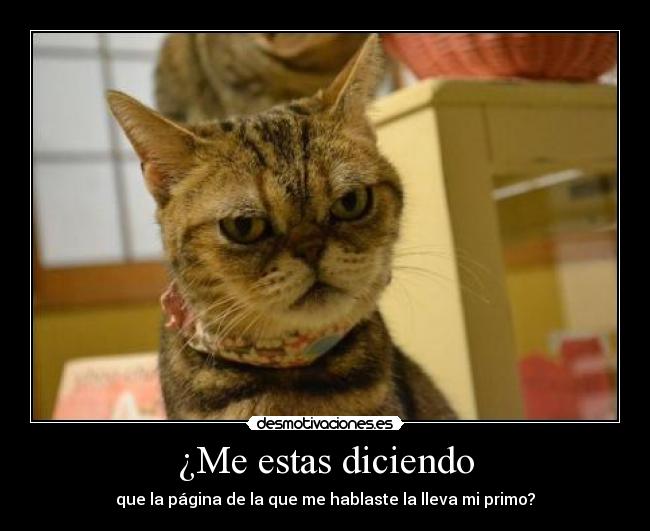 carteles hanstopacio refiero desmotivaciones dedico gatoseste desmotivaciones