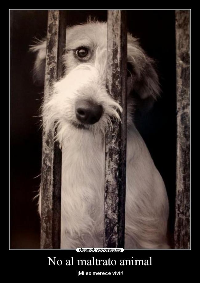 No al maltrato animal - ¡Mi ex merece vivir!