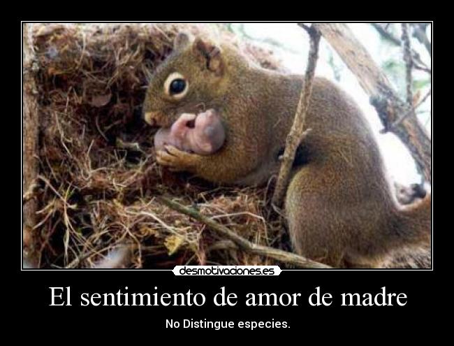 El sentimiento de amor de madre - No Distingue especies.