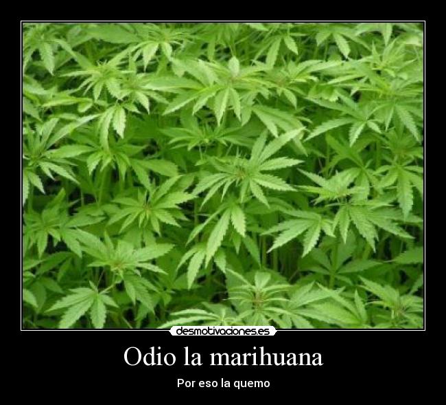 Odio la marihuana - Por eso la quemo