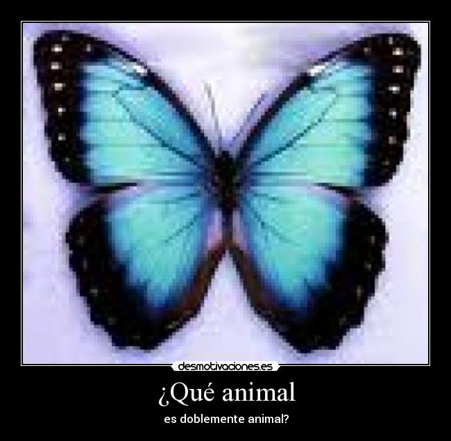 ¿Qué animal - 