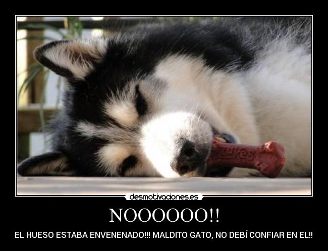 NOOOOOO!! - EL HUESO ESTABA ENVENENADO!!! MALDITO GATO, NO DEBÍ CONFIAR EN EL!!!