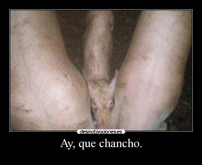 Ay, que chancho. -