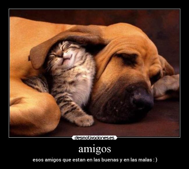 amigos -
