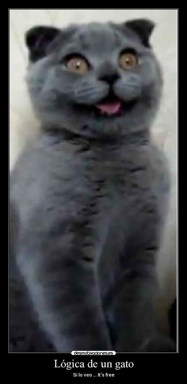 Lógica de un gato - Si lo veo ... Its free