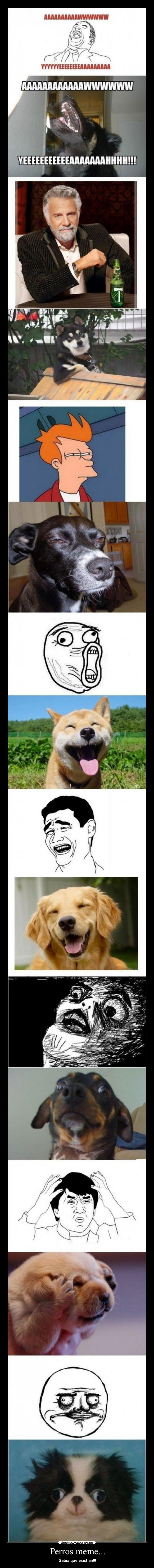 Perros meme... -