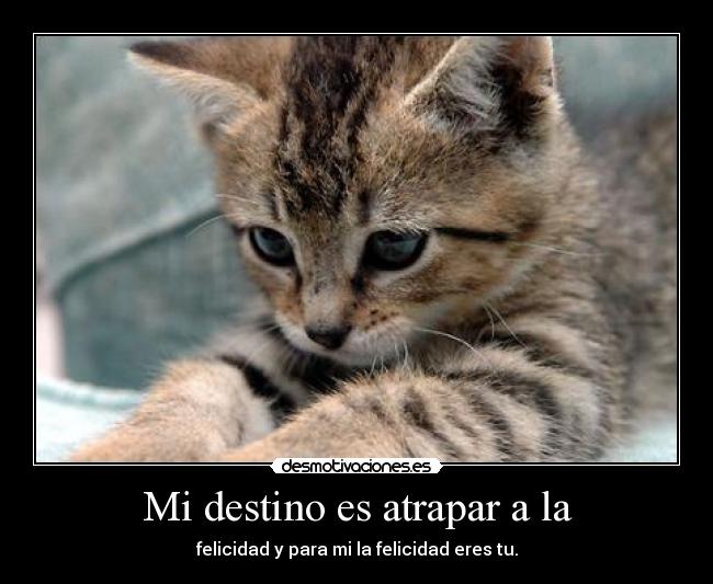 Mi destino es atrapar a la - felicidad y para mi la felicidad eres tu.