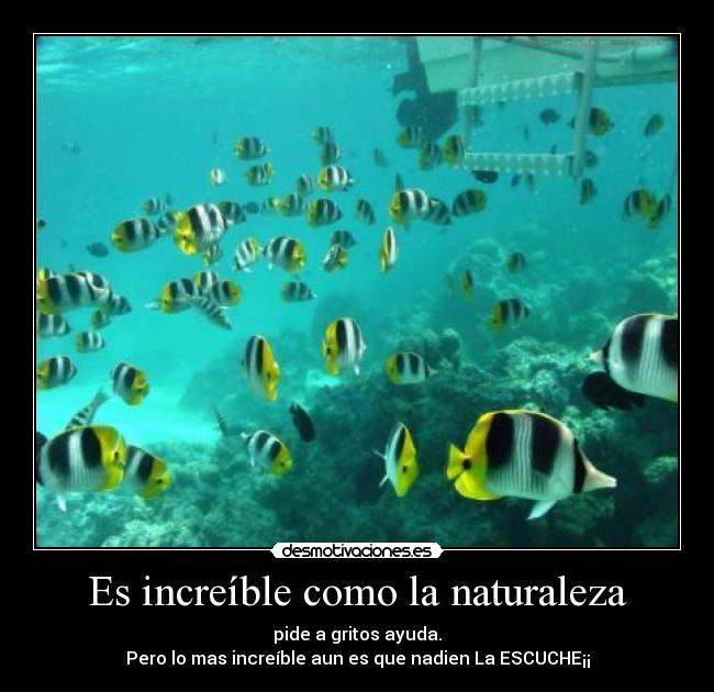 Es increíble como la naturaleza - pide a gritos ayuda.
Pero lo mas increíble aun es que nadien La ESCUCHE¡¡