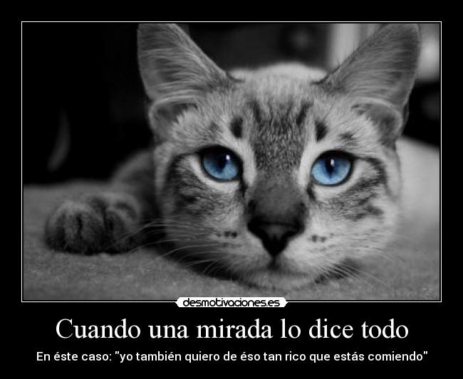 carteles gatoshambriento miradas que dicen todo desmotivaciones
