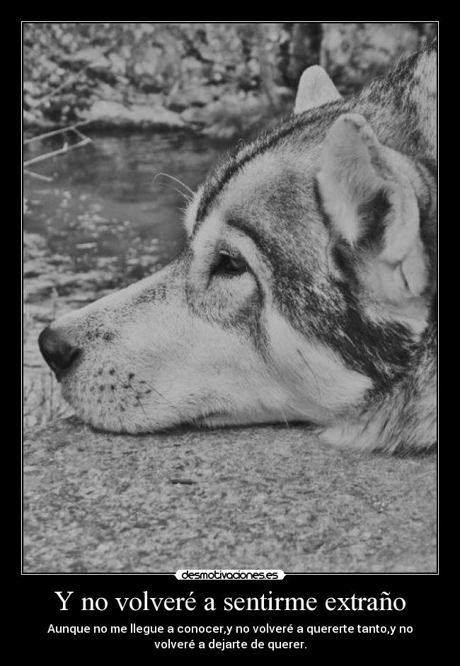 Y no volveré a sentirme extraño - Aunque no me llegue a conocer,y no volveré a quererte tanto,y no
volveré a dejarte de querer.