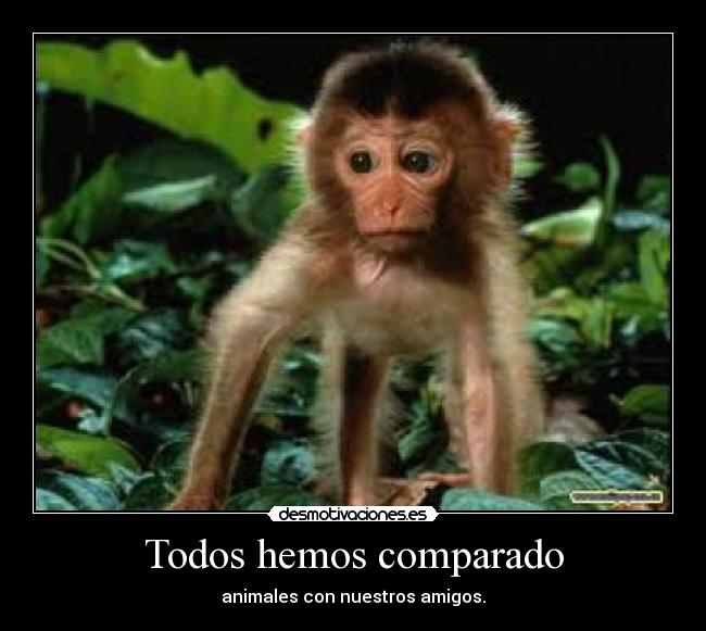 Todos hemos comparado -