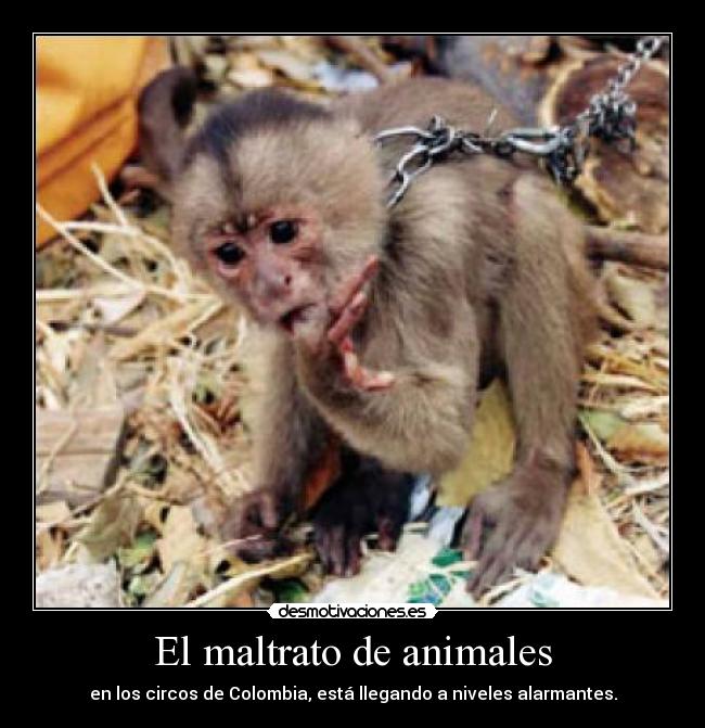 El maltrato de animales - en los circos de Colombia, está llegando a niveles alarmantes.