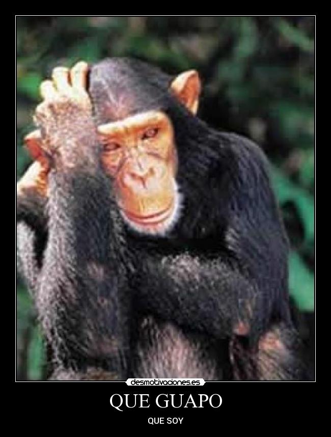 QUE GUAPO - 